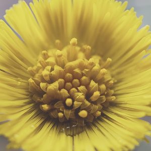 Soothed Skin Ointment (Calendula)
