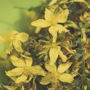 Anti-inflammatory Ointment